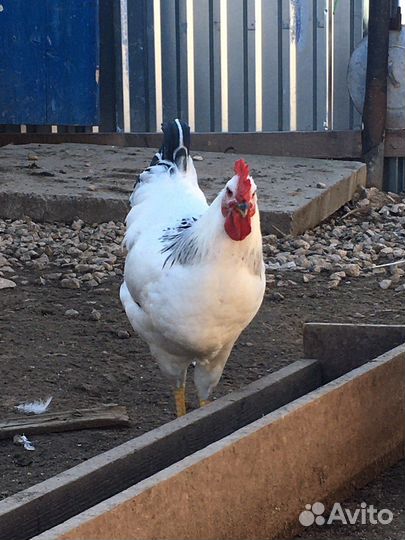 Петухи молодые