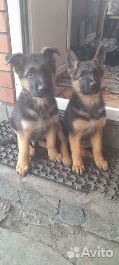 Собака немецкая овчарка