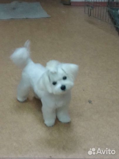 Услуги грумера