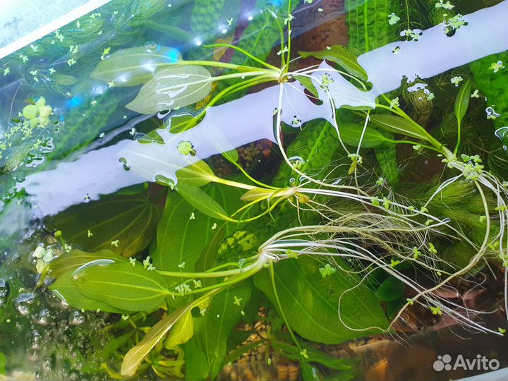 Эхинодорус