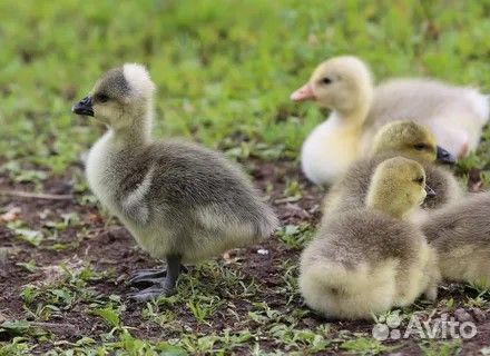 Цыплята