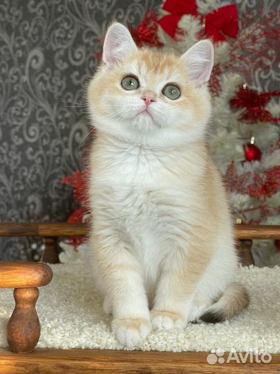 Золотые котята