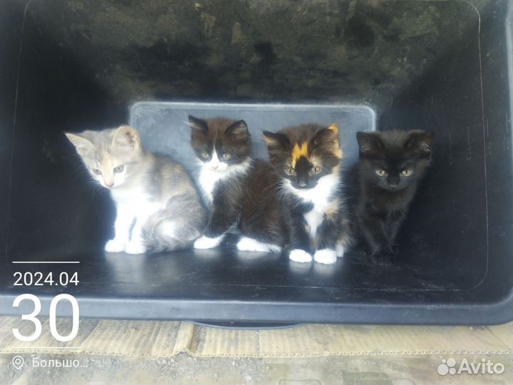 Котята в добрые руки