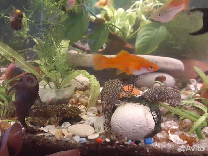 Продам Анциструсов