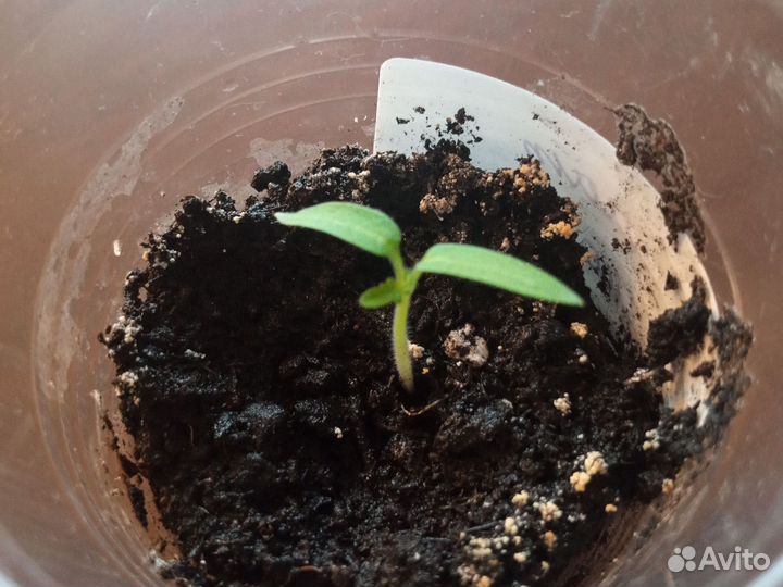 Балконные томаты