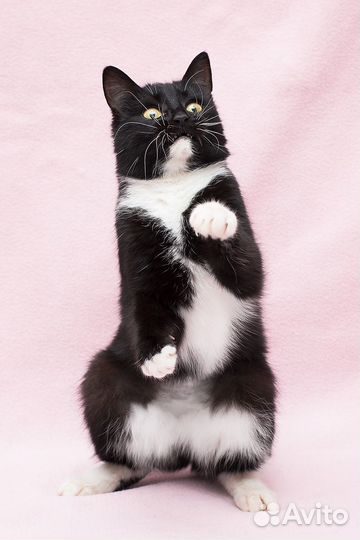 Очень ласковая кошка в добрые руки