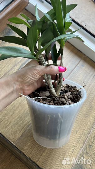 Дендробиум Берри ода