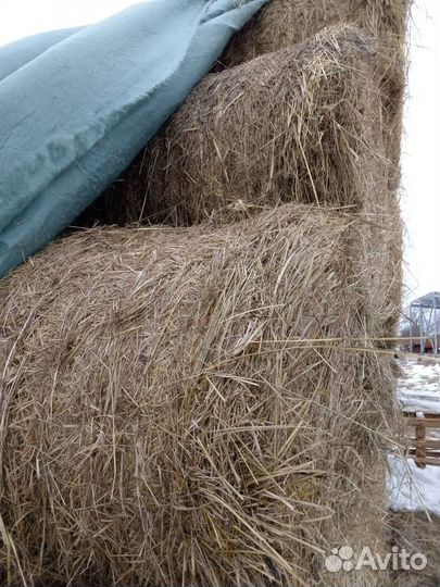 Продам сено в рулонах