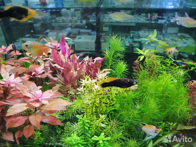 Аквариумные рыбки и живые растения объявление продам