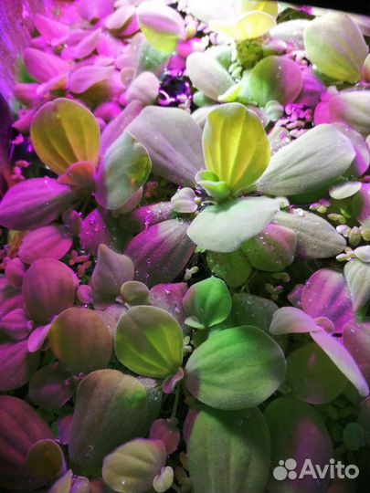 Аквариумные растения, анциструсы, ампулярии