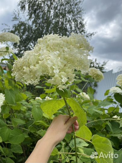 Гортензия кустом