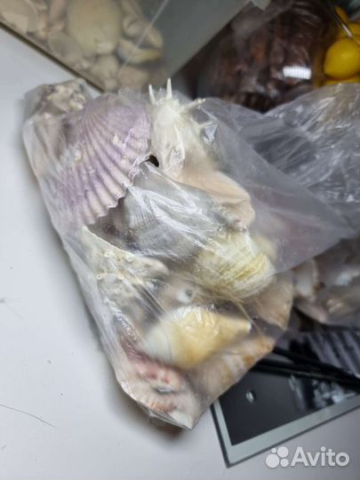 Ракушки