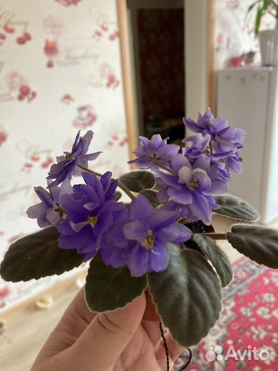 Мини фиалки