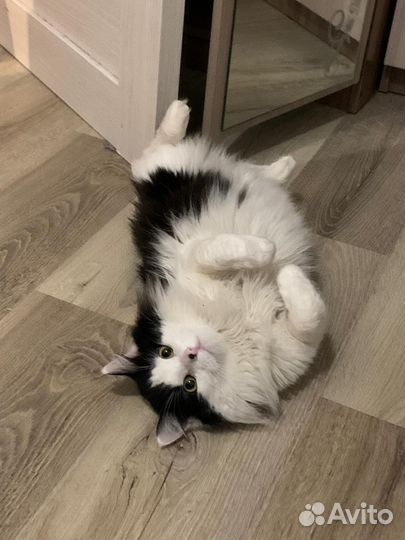 Зооняня передержка кота/кошки/собаки мелких пород