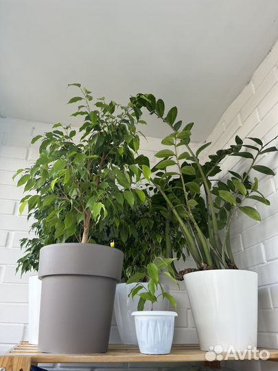 Фикус бенджамина