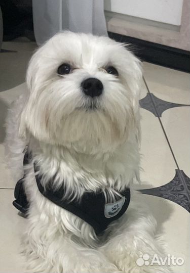 Мальтезе вязка