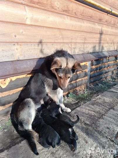 Отдам щенков в добрые руки бесплатно