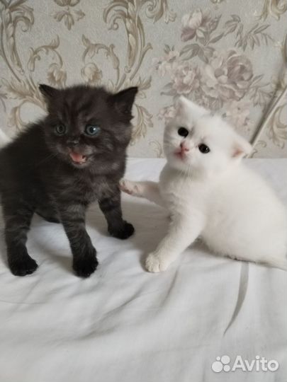 Шотландские котята