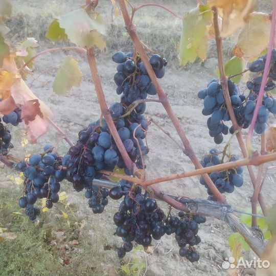 Виноград