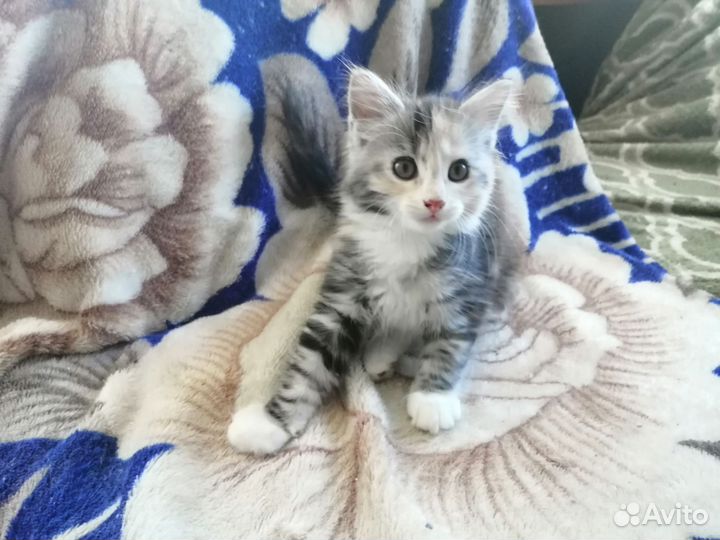 Кошка
