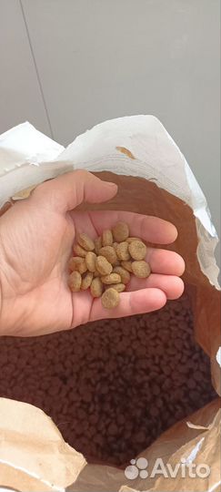 Корм для собак