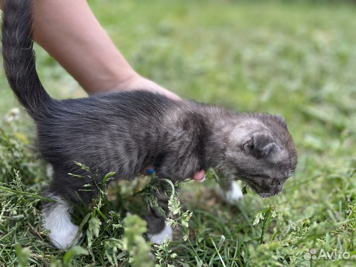 Шотландский кот