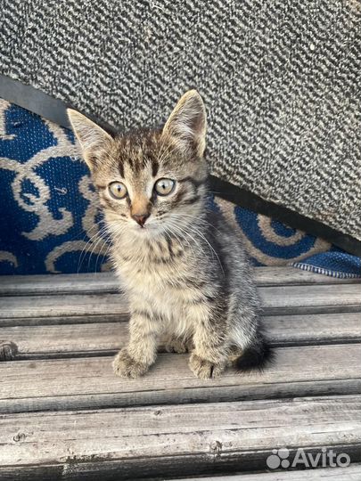 Отдам в добрые руки