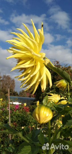 Растения цветы для сада