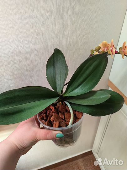 Орхидея фаленопсис Savion