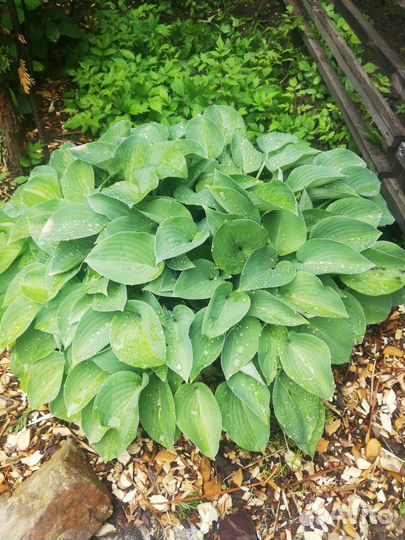 Саженцы хосты