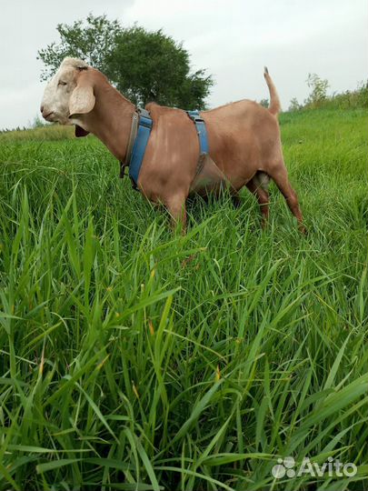 Нубийские козлы