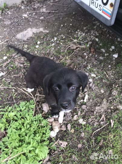 Собака в добрые руки даром