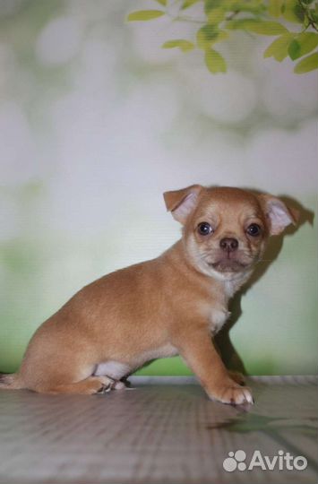 Малыш чихуахуа