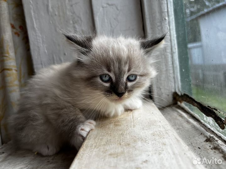 Котята ищут дом