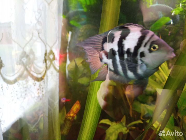 Рыбка сапфировый попугай