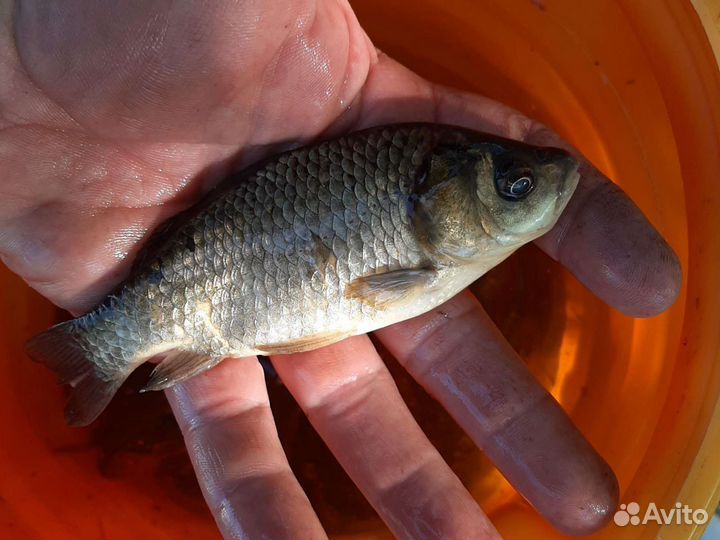 Зарыбление водоёмов