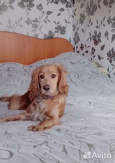 Русский спаниель