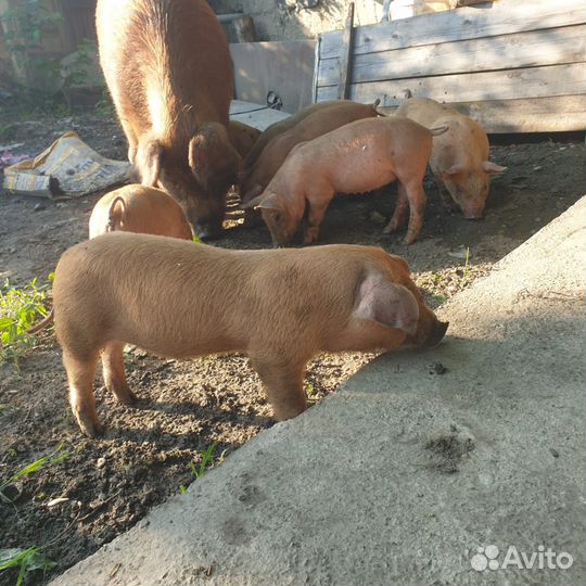 Поросята дюрок