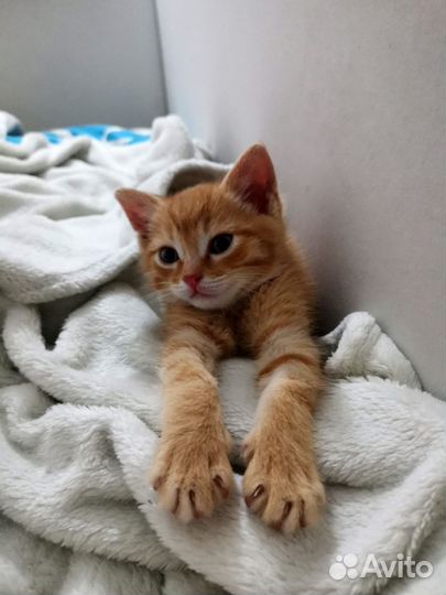 Рыжий котенок