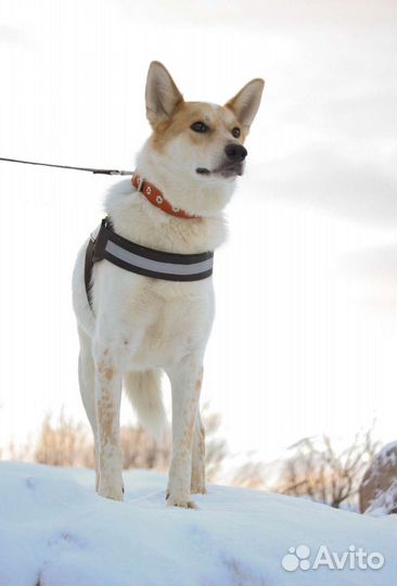 Собака в добрые руки отдам бесплатно