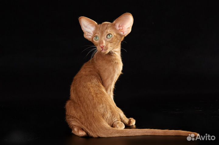 Элитные ориенталы из официального питомника