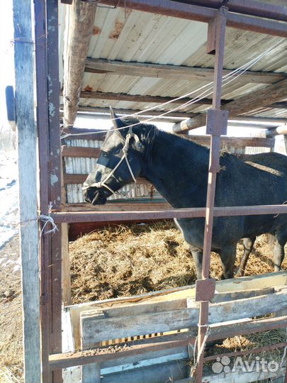 Карачаевский жеребец