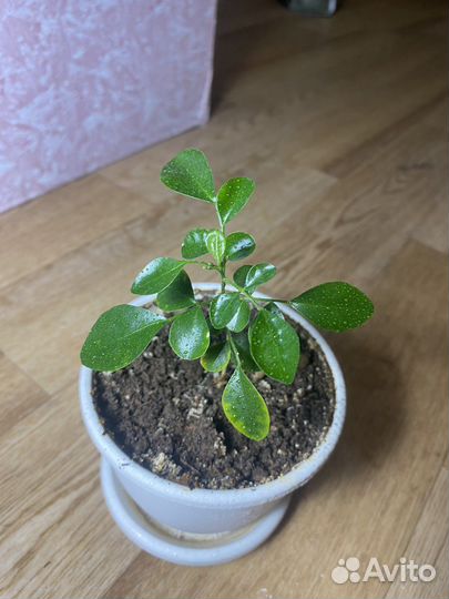 Комнатные цветы