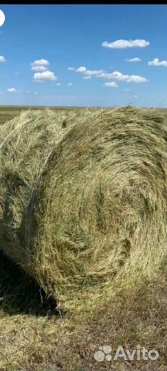 Продам сено в рулонах с. Верхний Икорец