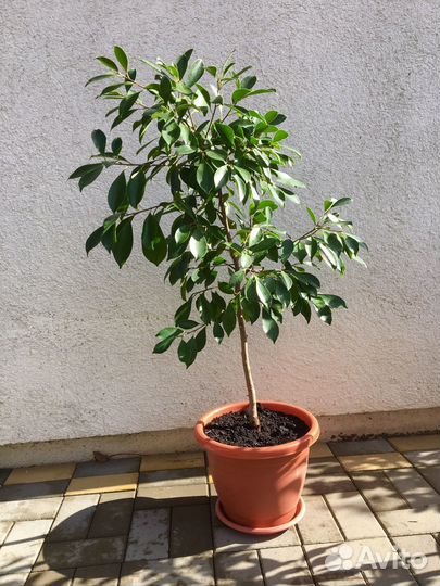 Фикус бенджамина