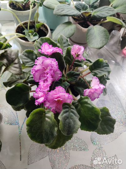 Комнатные цветы