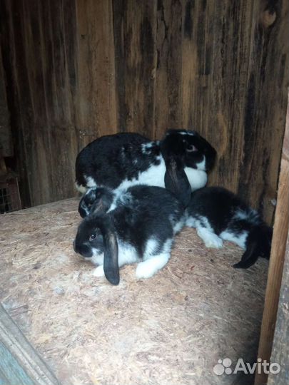 Кролики французкий баран