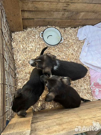 Щенки в добрые руки