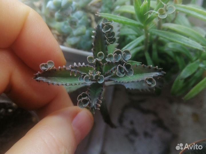 Каланхоэ разные