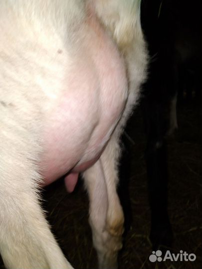 Коза.козлята